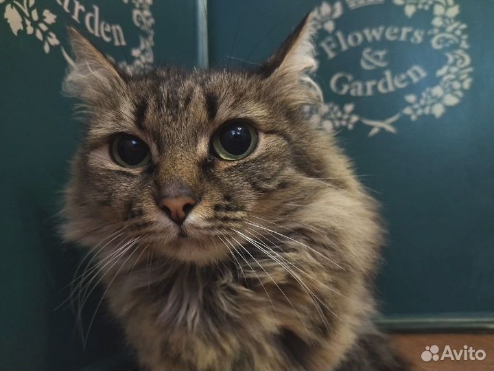 Зеленоглазое чудо ищет дом