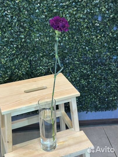 Гвоздика фиолетовая муншейд поштучно