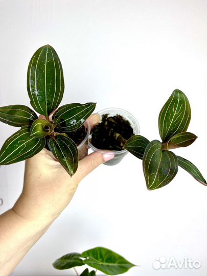 Драгоценная орхидея лудизия