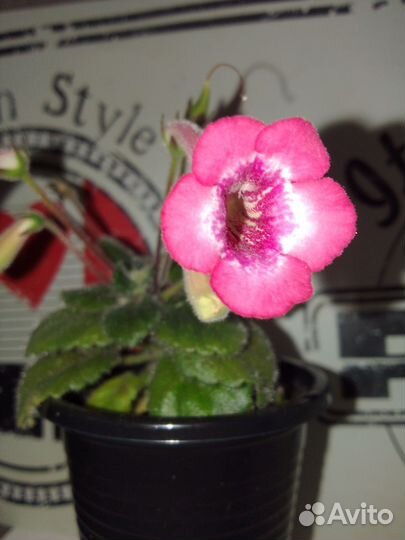 Минисиннингии