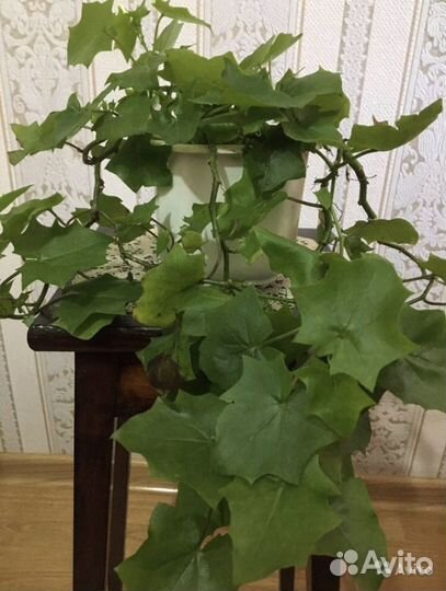 Комнатное растение.Плющ домашний