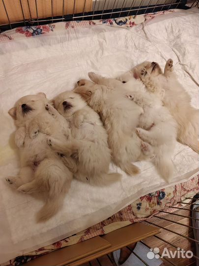 Щенки шпица