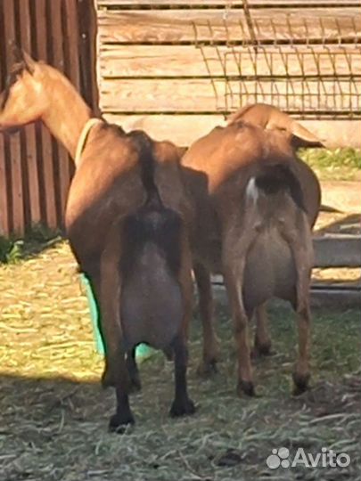 Козье молоко