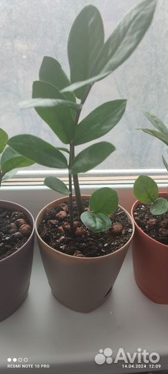 Замиокулькас