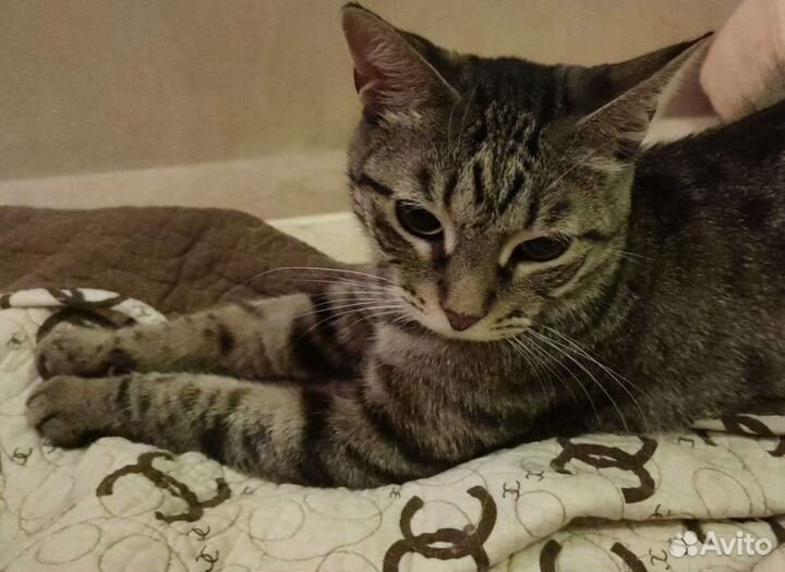 Кошечка 1 годик