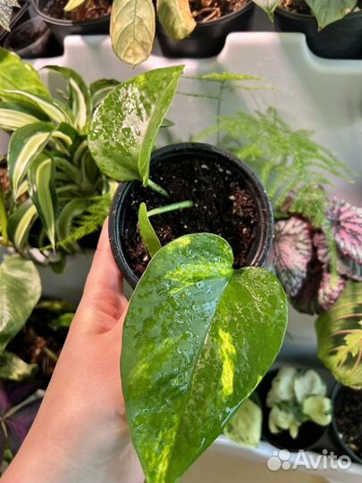 Сциндапсус марбл квин