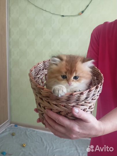 Британская золотая шиншилла