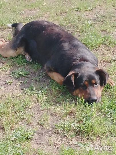 Отдам бесплатно животные