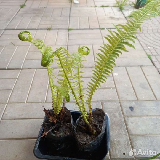 Папоротник садовый