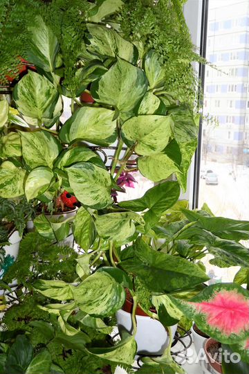 Эпипремнумы