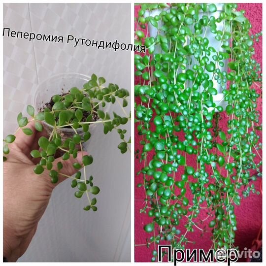 Комнатные цветы разные