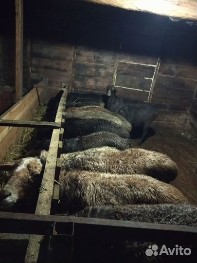 Продается молодые бараны и ярки смесь курдючный