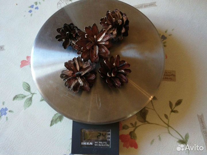 Шишки сосновые