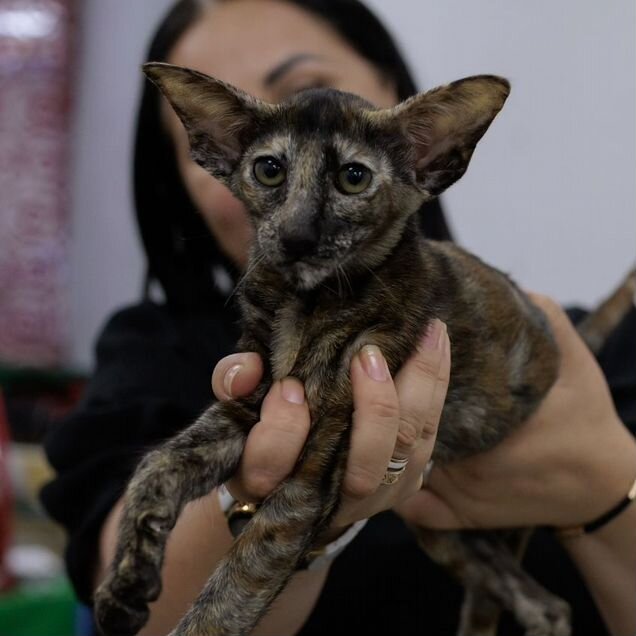 Ориентальный котёнок