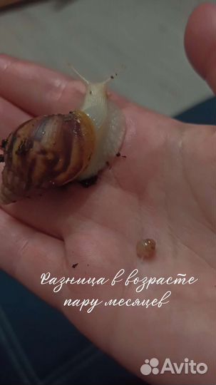 Улитки Ахатины(черные,белые,разный окрас)бесплатно