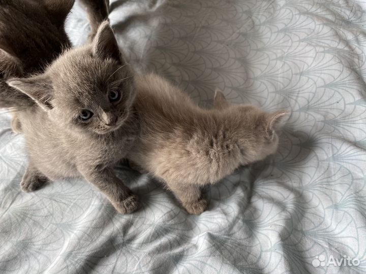 Британские котята