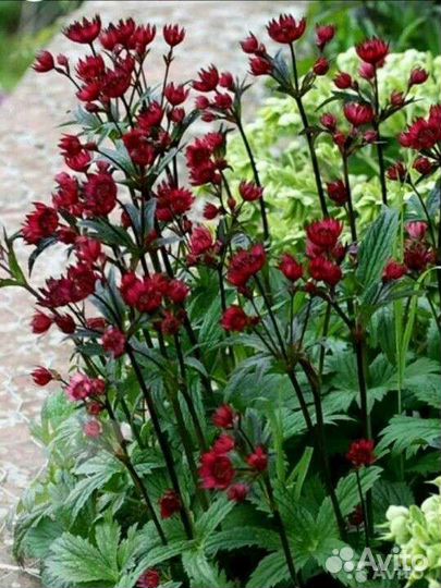 Астра многолетняя,Лапчатка чай, Астранция,изгородь