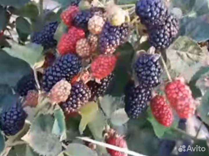 Ежевика блэк джем