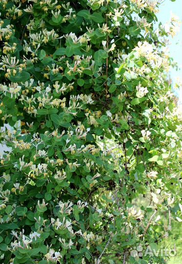 Жимолость Синптица,Фианит, и др