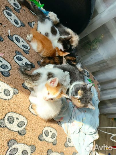 Котята