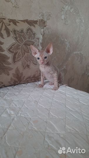 Донской сфинкс велюр котята
