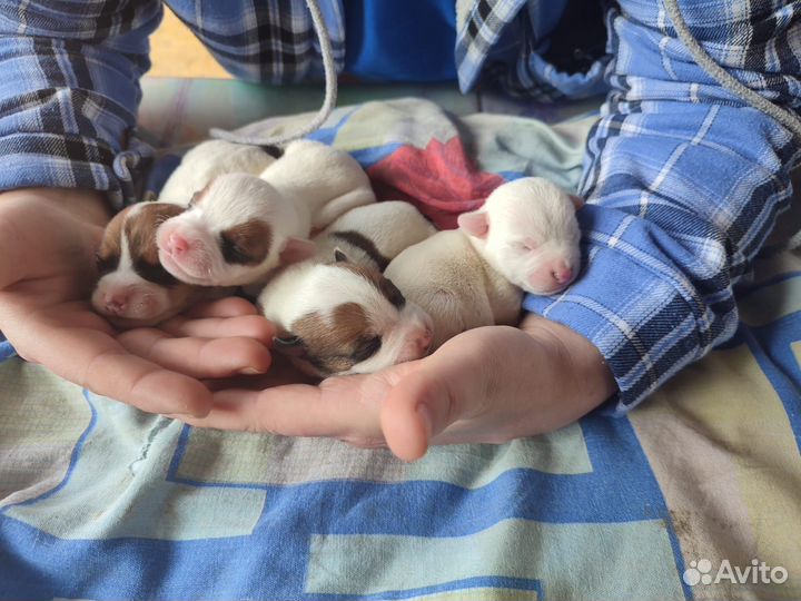 Щенки джек рассел терьер