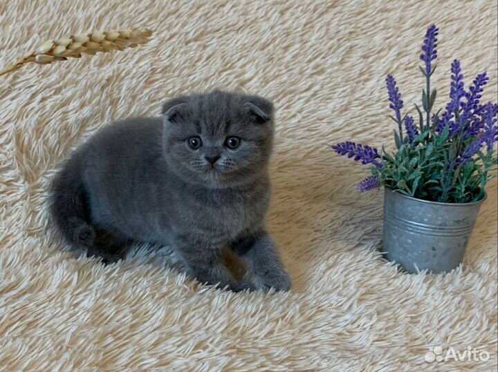 Вислоухие малыши, медвежий тип