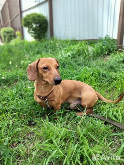 Вязка, случка такса (кобель)