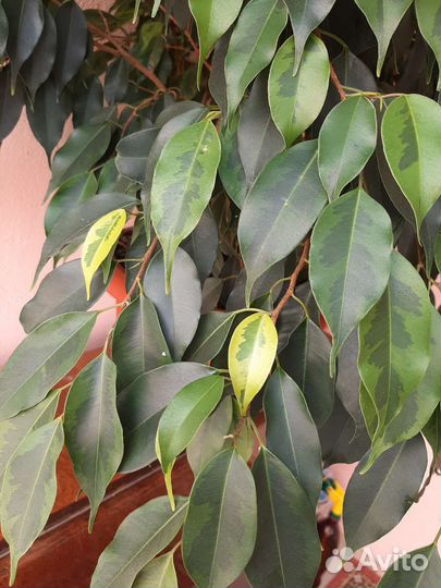 Фикус бенджамина