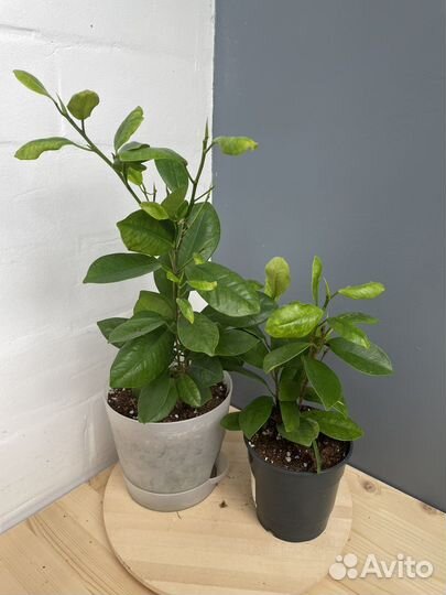 Фикус Моклейм