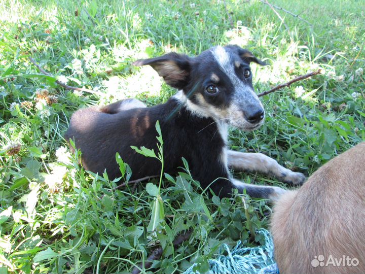 Щенята в добрые руки