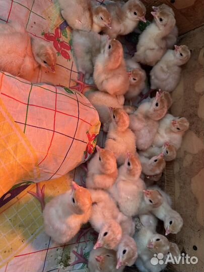 Индюшата Хайбрид конвертер