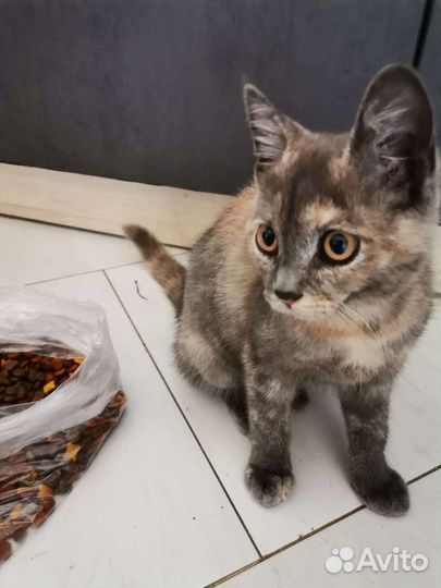 Кот в дар бесплатно