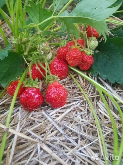 Рассада клубники