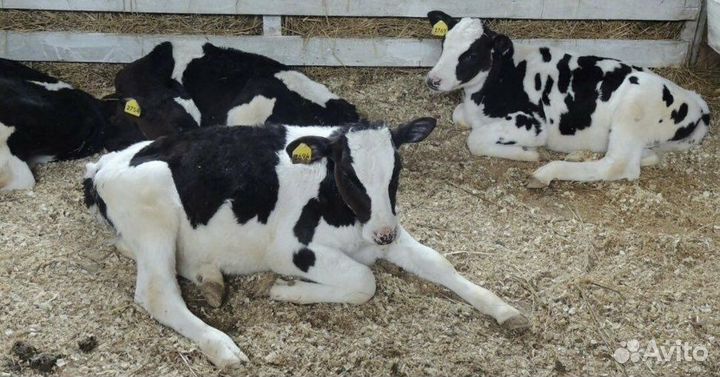 Быки Телки Холмогоры Голштины