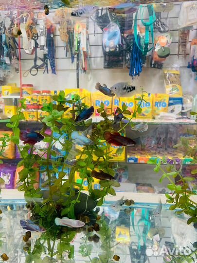 Аквариумные рыбки