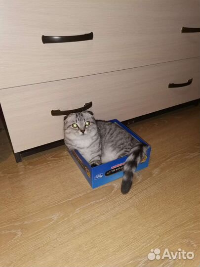 Шотландская вислоухая кошка бесплатно