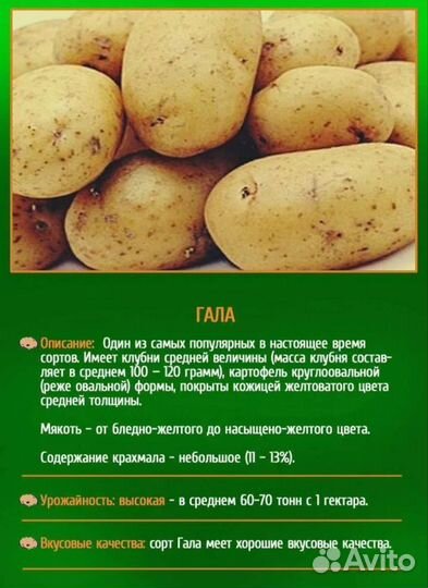 Картофель гала