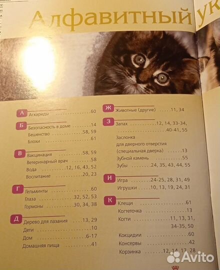 У вас появился котёнок