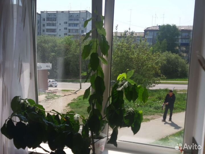 Лимонное дерево