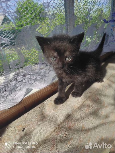 Кошка в дар бесплатно