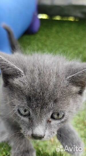 Маленькие котята