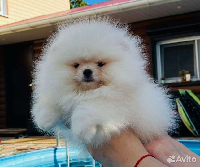 Щенки Белых померанских шпицев