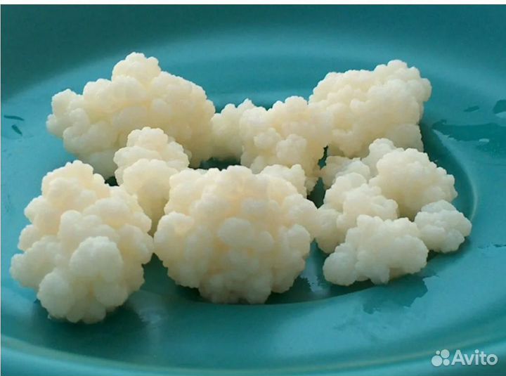 Тибетский молочный гриб и индийский морской рис