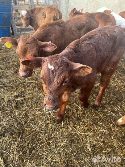 Отборные телята бычки быстрая доставка