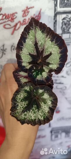 Бегония декоративно лиственная