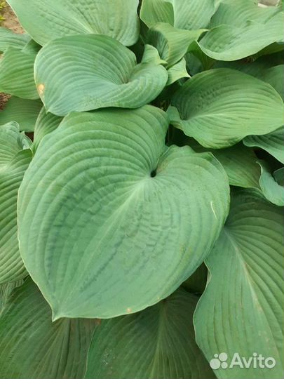 Хоста Биг мама