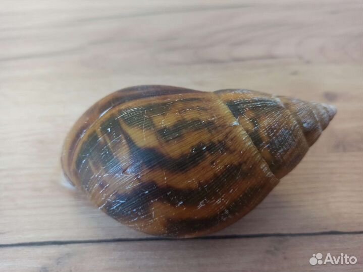 Морская раковина