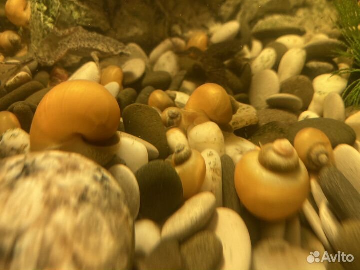 Улитки аквариумные ампулярии