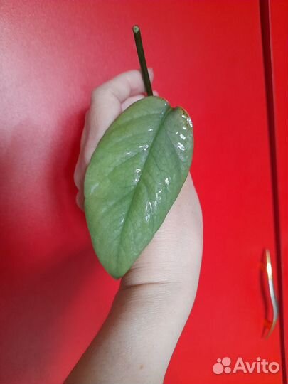 Эпипремнум пинантум себу блю